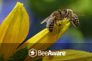 BeeAware Allergy